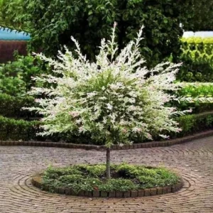 Nishiki Willow Live Plant – Salix integra 'Hakuro Nishiki' – 2.5" Pot – Outdoor Shrub - Image 1