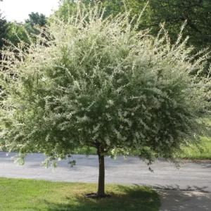 Nishiki Willow Live Plant – Variegated Dappled Willow Shrub 1 Gallon Pot 2-3 ft Tall Outdoor - Image 2