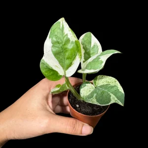 N'joy Pothos Live Plant – 1.5 inch Pot – Low Light Indoor Houseplant - Image 2