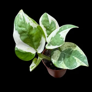 N'joy Pothos Live Plant – 1.5 inch Pot – Low Light Indoor Houseplant - Image 5