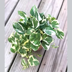 N'Joy Pothos Live Plant – 4 inch Nursery Pot – Variegated Indoor Houseplant - Image 5
