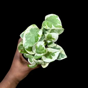 N'Joy Pothos Live Plant - 4