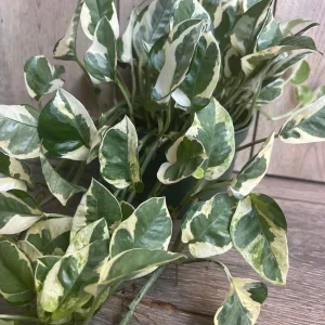N'Joy Pothos Live Plant, 6 inch Pot - Epipremnum Aureum Indoor Plant - Image 3