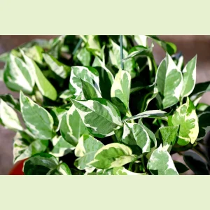 N'Joy Pothos Live Plant – 8 inch Hanging Basket – Variegated Houseplant – Low Light Indoor Plant - Image 2