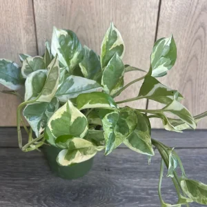 N'Joy Pothos Live Plant - Epipremnum Aureum - 4 inch Pot - Indoor - Image 3