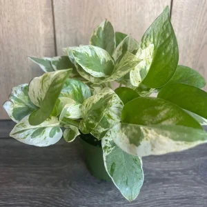 N'Joy Pothos Live Plant - Epipremnum Aureum - 4 inch Pot - Indoor - Image 6