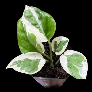 N'joy Pothos Live Plant – Epipremnum Aureum 'N'Joy' – 2 Inch Pot – Indoor Houseplant - Image 2