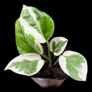 N'joy Pothos Live Plant – Epipremnum Aureum 'N'Joy' – 2 Inch Pot – Indoor Houseplant - Image 3