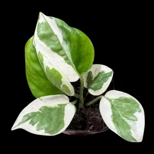 N'joy Pothos Live Plant – Epipremnum Aureum 'N'Joy' – 2 Inch Pot – Indoor Houseplant - Image 1