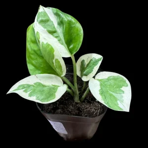 N'joy Pothos Live Plant – Epipremnum Aureum 'N'Joy' – 2 Inch Pot – Indoor Houseplant - Image 5
