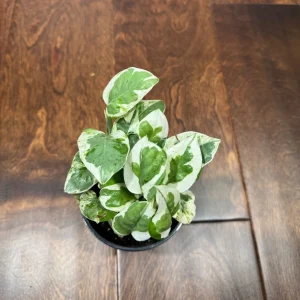 N'Joy Pothos Live Plant – White Variegated Indoor Vine – 4 inch Pot - Image 2