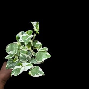 N'Joy Pothos Live Plant – White Variegated Indoor Vine – 4 inch Pot - Image 3