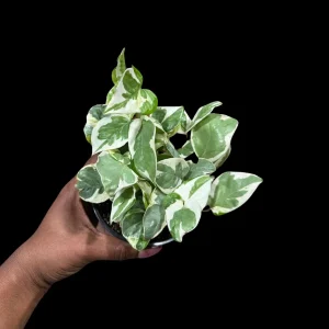 N'Joy Pothos Live Plant – White Variegated Indoor Vine – 4 inch Pot - Image 1