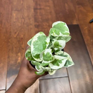 N'Joy Pothos Live Plant – White Variegated Indoor Vine – 4 inch Pot - Image 4