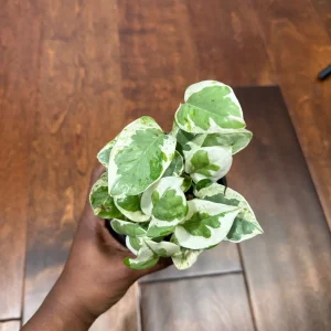 N'Joy Pothos Live Plant – White Variegated Indoor Vine – 4 inch Pot - Image 7