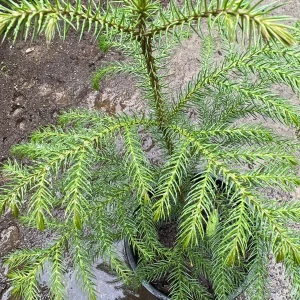 Norfolk Island Pine Live Plant – 1 ft Tall – 1 Gallon Pot – Indoor Houseplant - Image 2