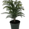 Norfolk Island Pine Live Plant - Indoor Christmas Tree - 4 Inch Pot - Image 1