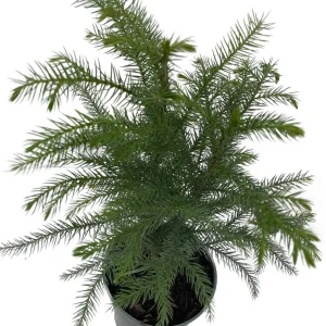 Norfolk Island Pine Live Plant - Indoor Christmas Tree - 4 Inch Pot - Image 2