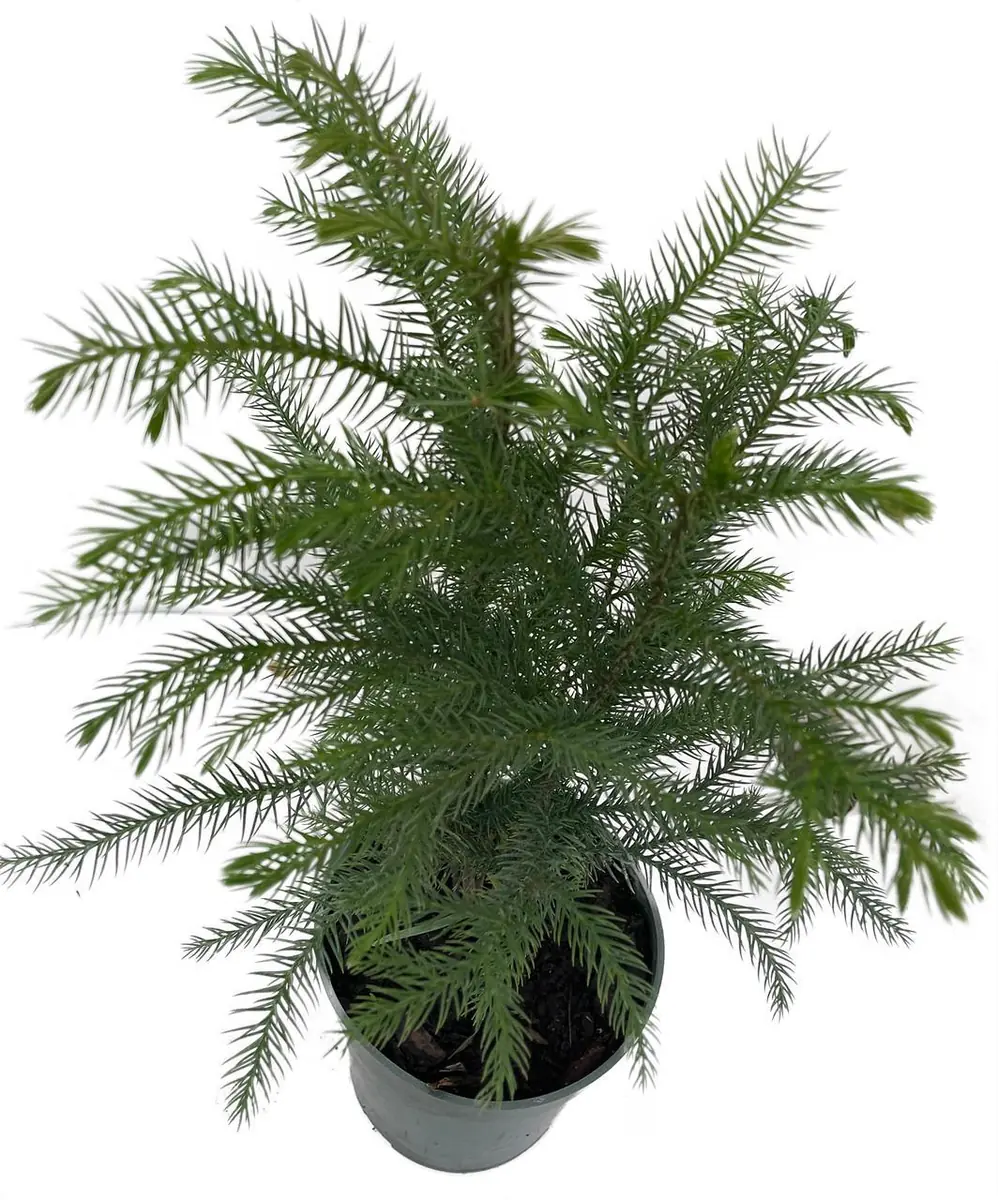 Norfolk Island Pine Live Plant - Indoor Christmas Tree - 4 Inch Pot - Image 2