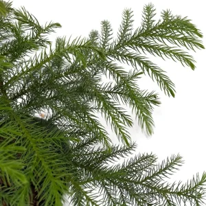 Norfolk Island Pine Live Plant - Indoor Christmas Tree - 4 Inch Pot - Image 3