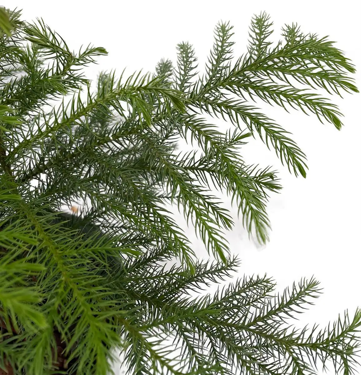 Norfolk Island Pine Live Plant - Indoor Christmas Tree - 4 Inch Pot - Image 3