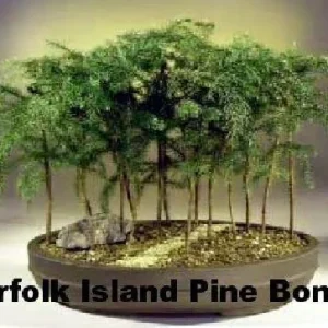 Norfolk Island Pine Live Plant - Indoor Christmas Tree - 6 inch Pot - Image 4