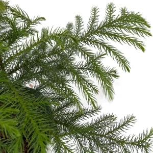 Norfolk Island Pine Live Plant – Indoor Christmas Tree – 6 inch Pot – Houseplant - Image 4