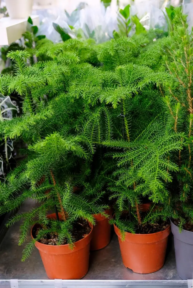 Norfolk Island Pine Live Plant - Indoor Christmas Tree - 4 Inch Pot - Image 4