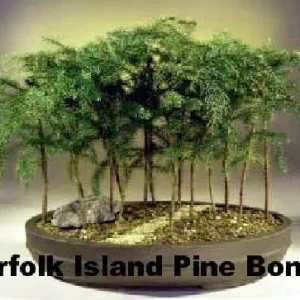 Norfolk Island Pine Live Plant – Indoor Christmas Tree – 6 inch Pot – Houseplant - Image 5