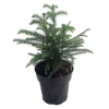 Norfolk Island Pine Live Plant – Indoor Christmas Tree – 6 inch Pot – Houseplant - Image 1