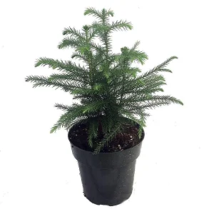 Norfolk Island Pine Live Plant – Indoor Christmas Tree – 6 inch Pot – Houseplant - Image 1