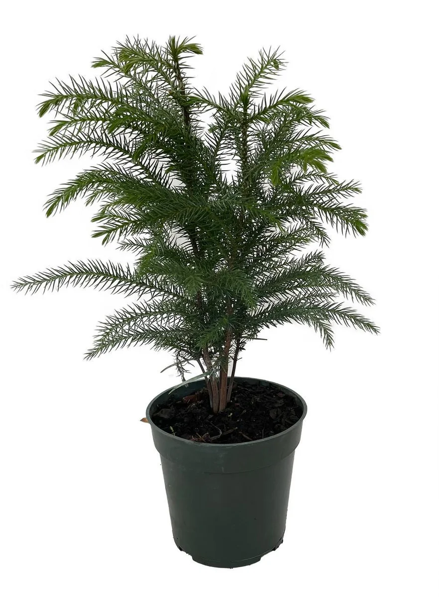 Norfolk Island Pine Live Plant - Indoor Christmas Tree - 4 Inch Pot - Image 1