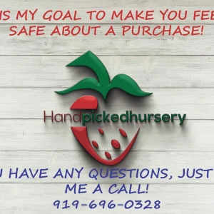 North Country Half-High Bush Blueberry Live Plant - 1 Quart Pot, 10-12