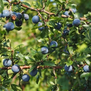 Northblue Half-High Bush Blueberry Live Plant - 1 Quart Size, 10-12" Bare Root - Image 1