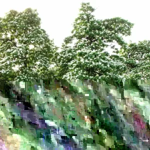 Northern Catalpa Tree Seeds - 50+ Seed Pack for Fast Growing Shade Tree, Outdoor - Image 5