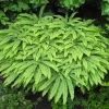 Northern Maidenhair Fern (Adiantum pedatum) Bare Root Plant - Outdoor Shade - Image 1