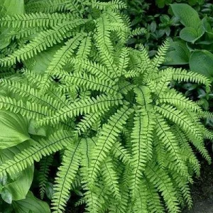 Northern Maidenhair Fern (Adiantum pedatum) Bare Root Plant - Outdoor Shade - Image 2