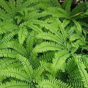 Northern Maidenhair Fern (Adiantum pedatum) Bare Root Plant - Outdoor Shade - Image 3