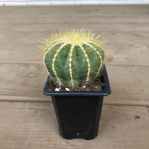 Notocactus Magnificus Balloon Cactus - 2.5 inch Potted Live Succulent Plant - Image 1