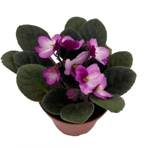 Novelty African Violet Live Plant – 4 inch Pot – Best Blooming Houseplant - Image 2