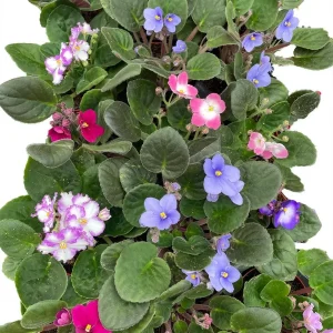 Novelty African Violet Live Plant – 4 inch Pot – Best Blooming Houseplant - Image 3