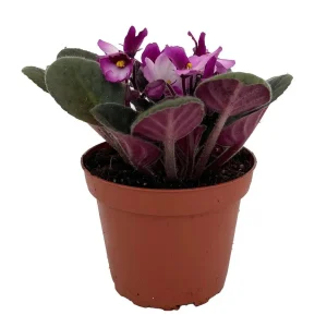 Novelty African Violet Live Plant – 4 inch Pot – Best Blooming Houseplant - Image 1