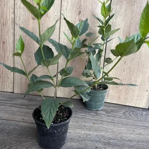 Nyctanthes arbor-tristis Live Plant - Night-flowering Jasmine, 4 inch Pot, Outdoor Tropical Shrub - Image 2