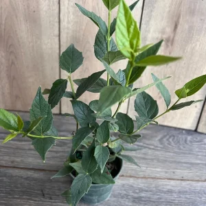 Nyctanthes arbor-tristis Live Plant - Night-flowering Jasmine - 4 inch Pot - Image 3