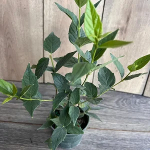 Nyctanthes arbor-tristis Live Plant - Night-flowering Jasmine, 4 inch Pot, Outdoor Tropical Shrub - Image 3