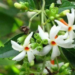 Nyctanthes arbor-tristis Live Plant - Night-flowering Jasmine, 4 inch Pot, Outdoor Tropical Shrub - Image 1