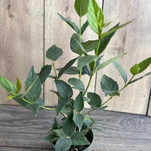 Nyctanthes arbor-tristis Live Plant - Night-flowering Jasmine, 4 inch Pot, Outdoor Tropical Shrub - Image 4