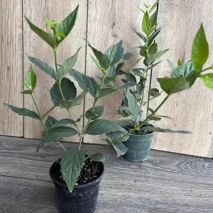 Nyctanthes arbor-tristis Live Plant - Night-flowering Jasmine - 4 inch Pot - Image 5