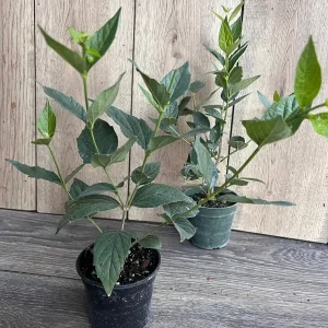 Nyctanthes arbor-tristis Live Plant - Night-flowering Jasmine, 4 inch Pot, Outdoor Tropical Shrub - Image 5