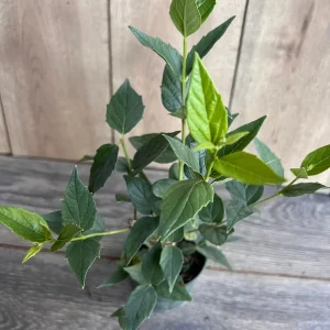 Nyctanthes arbor-tristis Live Plant - Night-flowering Jasmine, 4 inch Pot, Outdoor Tropical Shrub - Image 6